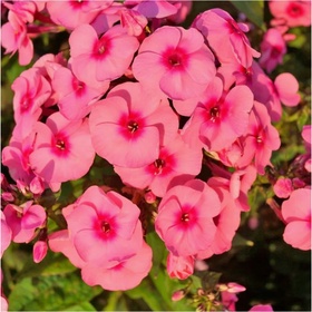 Флокс метельчатый «Джеффс Пинк», I р-р, 1 шт., 80 h(см), Осень 2025