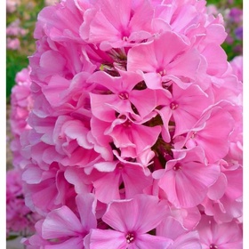 Флокс метельчатый «Зенобия», I р-р, 1 шт., 75 h(см), Осень 2025