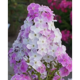 Флокс метельчатый «Кул Вотер», I р-р, 1 шт., 100 h(см), Осень 2025