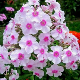 Флокс метельчатый «Мисс Холланд», I р-р, 1 шт., 75-90 h(см), Осень 2025