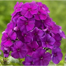 Флокс метельчатый «Ники», I р-р, 1 шт., 100 h(см), Осень 2025