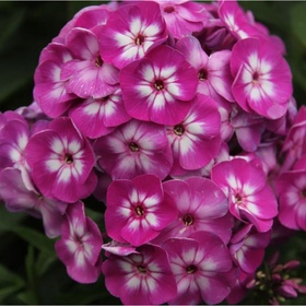 Флокс метельчатый «Олимпус», I р-р, 1 шт., 80-85 h(см), Осень 2025