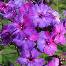 Флокс метельчатый «Отем Джой», I р-р, 1 шт., 80 h(см), Осень 2025