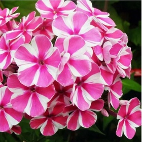 Флокс метельчатый «Пепперминт Твист», I р-р, 1 шт., 60-90 h(см), Осень 2025