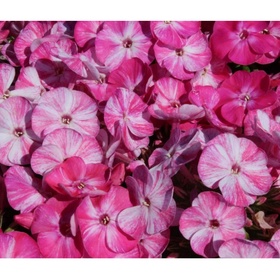 Флокс метельчатый «Попурри», I р-р, 1 шт., 40 h(см), Осень 2025