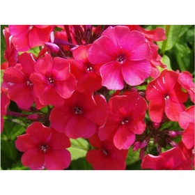 Флокс метельчатый «Ред Райдинг Худ», I р-р, 1 шт., 70 h(см), Осень 2025