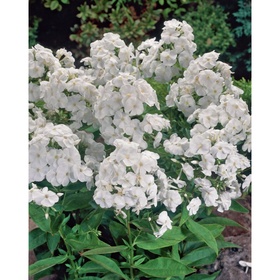 Флокс метельчатый «Рембрандт», I р-р, 1 шт., 60-80 h(см), Осень 2025