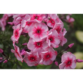 Флокс метельчатый «Старс энд Страйпс», I р-р, 1 шт., 55 h(см), Осень 2025