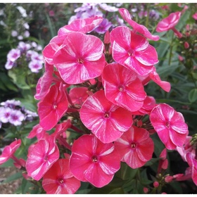 Флокс метельчатый «Фрекл Ред Шейдз», I р-р, 1 шт., 50 h(см), Осень 2025