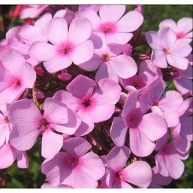 Флокс метельчатый «Эден Краш», I р-р, 1 шт., 80 h(см), Осень 2025