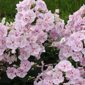 Флокс метельчатый «Юник Биколор», I р-р, 1 шт., 55 h(см), Осень 2025