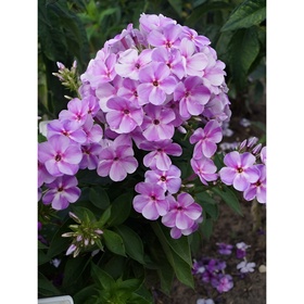 Флокс метельчатый «Юник Мов», I р-р, 1 шт., 40 h(см), Осень 2025