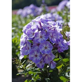 Флокс метельчатый «Юник Олд Блу», I р-р, 1 шт., 45 h(см), Осень 2025