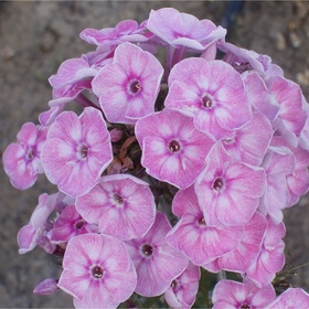 Флокс метельчатый «Юник Олд Пинк», I р-р,, 1 шт., 45 h(см), Осень 2025