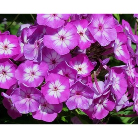 Флокс метельчатый «Российская селекция» Успех, I р-р, 1 шт., 60-80 h(см), Осень 2025