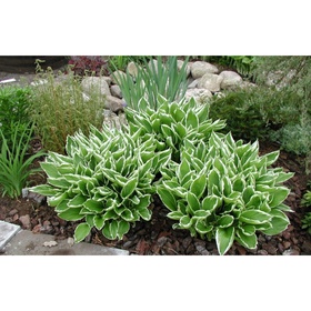Хоста волнистая «Альбомаргината», I р-р, 1 шт., M, 45×80 h(см), Осень 2025