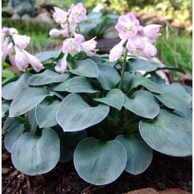 Хоста гибридная «Блу Маус Ирс», I р-р, 1 шт., XS, 15×30 h(см), Осень 2025