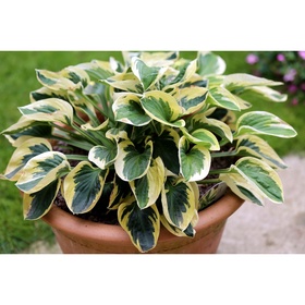 Хоста гибридная «Брим Кап», I р-р, 1 шт., 35×80 h(см), Осень 2025