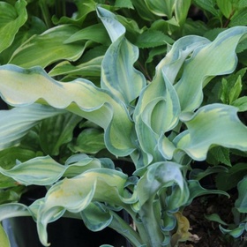 Хоста гибридная «Гравити Рокс», I р-р, 1 шт., MS, 30×40 h(см), Осень 2025