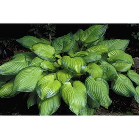 Хоста гибридная «Гуакамоле», I р-р, 1 шт., ML, 60×100 h(см), Осень 2025