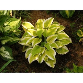 Хоста гибридная «Дельта Дон», I р-р, 1 шт., L, 40×80 h(см), Осень 2025
