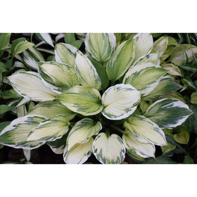 Хоста гибридная «Кэптинз Эдвенчер», I р-р, 1 шт., ML, 40×60 h(см), Осень 2025