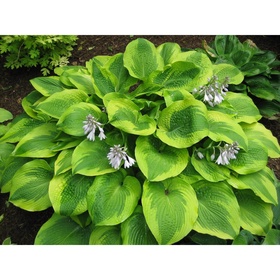 Хоста гибридная «Майян Мун», I р-р, 1 шт., M, 46 h(см), Осень 2025