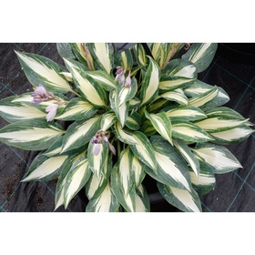 Хоста гибридная «Мэджик Айленд», I р-р, 1 шт., M, 30×50 h(см), Осень 2025