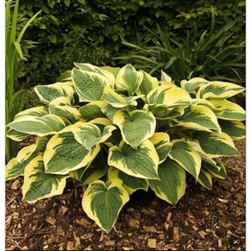 Хоста гибридная «Остин Дикинсон», I р-р, 1 шт., МL, 45×80 h(см), Осень 2025