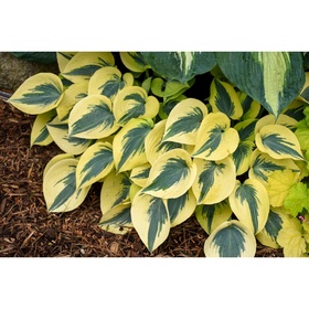 Хоста гибридная «Отем Фрост», I р-р, 1 шт., M, 50×80 h(см), Осень 2025
