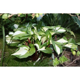 Хоста гибридная «Расберри Сандей», I р-р, 1 шт., M, 60×40 h(см), Осень 2025