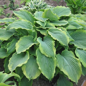 Хоста гибридная «Спартак», I р-р, 1 шт., L, 65×100 h(см), Осень 2025