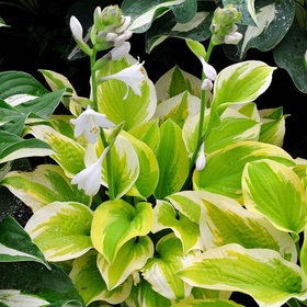 Хоста гибридная «Спринг Морнинг», I р-р, 1 шт., L, 40×80 h(см), Осень 2025