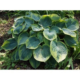 Хоста гибридная «Токудама Флавоцирциналис», I р-р, 1 шт., M, 45×95 h(см), Осень 2025