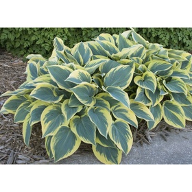 Хоста гибридная «Фёст Фрост», I р-р, 1 шт., SM, 50×80 h(см), Осень 2025