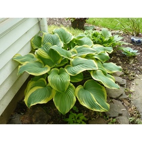 Хоста гибридная «Фрегрант Дрим», I р-р, 1 шт., ML, 45×65 h(см), Осень 2025
