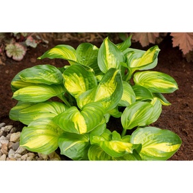 Хоста гибридная «Эмеральд Чарджер», I р-р, 1 шт., M, 50×100 h(см), Осень 2025