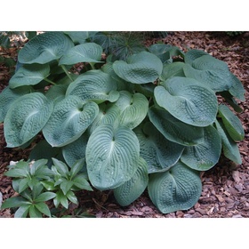 Хоста «Зибольда Элеганс», I р-р, 1 шт., L, 60×90 h(см), Осень 2025