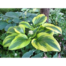 Хоста «Форчуна Ауреомаргината», I р-р, 1 шт., ML, 65×80 h(см), Осень 2025