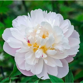 Пион молочноцветковый «Вог», 2-3 р-р, 1 шт., 110 h(см), Осень 2025