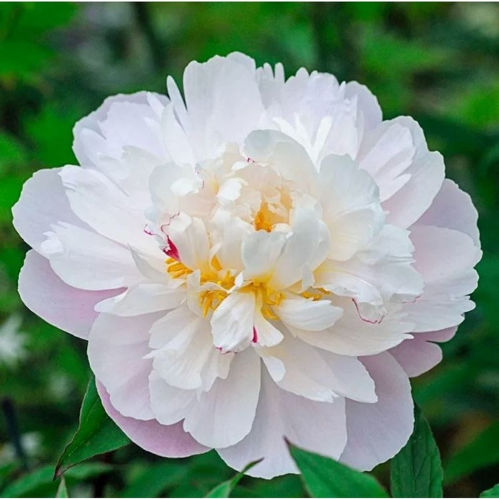 Пион молочноцветковый «Вог», 2-3 р-р, 1 шт., 110 h(см), Осень 2025