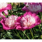 Пион молочноцветковый Гей Пари, 2-3 р-р, 1 шт., Весна 2026  (артикул 10661791)  большой выбор товаров оптом и в розницу по низким ценам с доставкой