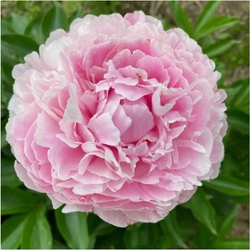 Пион молочноцветковый «Катерина Фонтейн», 2-3 р-р, 1 шт., 85 h(см), Осень 2025