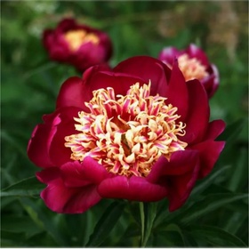 Пион молочноцветковый «Ниппон Бьюти», 2-3 р-р, 1 шт., 80-90 h(см), Осень 2025