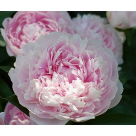 Пион молочноцветковый «Печер», 2-3 р-р, 1 шт., 90 h(см), Осень 2025 10661808