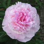 Пион молочноцветковый Энджел Чикс, 2-3 р-р, 1 шт., Весна 2026  (артикул 10661823)  большой выбор товаров оптом и в розницу по низким ценам с доставкой