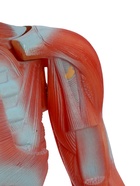 УЦЕНКА Макет «Тело человека. Мышцы» в полный рост, для изучения анатомии, 82 см 10914993