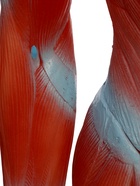 УЦЕНКА Макет «Тело человека. Мышцы» в полный рост, для изучения анатомии, 82 см 10914993