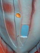 УЦЕНКА Макет «Тело человека. Мышцы» в полный рост, для изучения анатомии, 82 см 10914993