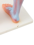 УЦЕНКА Макет «Тело человека. Мышцы» в полный рост, для изучения анатомии, 82 см 10914993